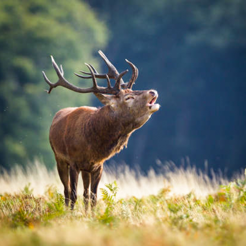 Wildlife-Fotografie hautnah! Fotoreise ins Jagdrevier Löwenberger Land in Brandenburg